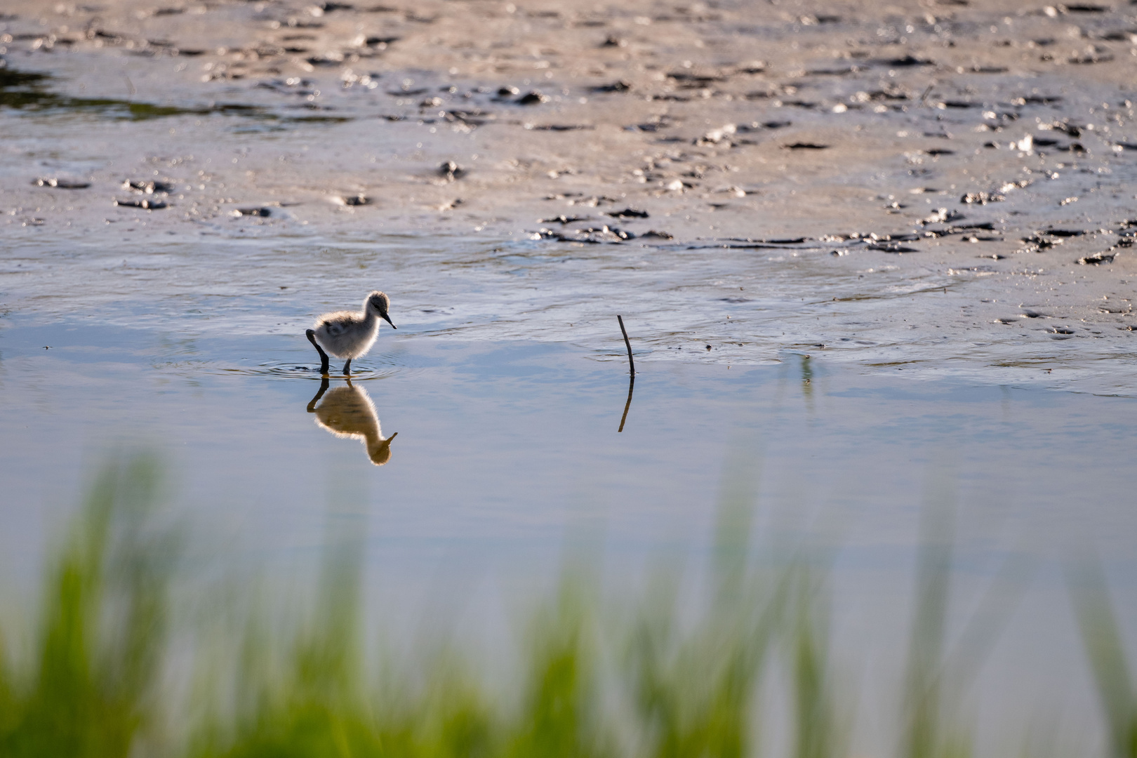 Vogels op Texel_20