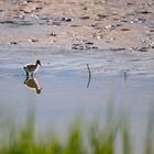 Vogels op Texel_20