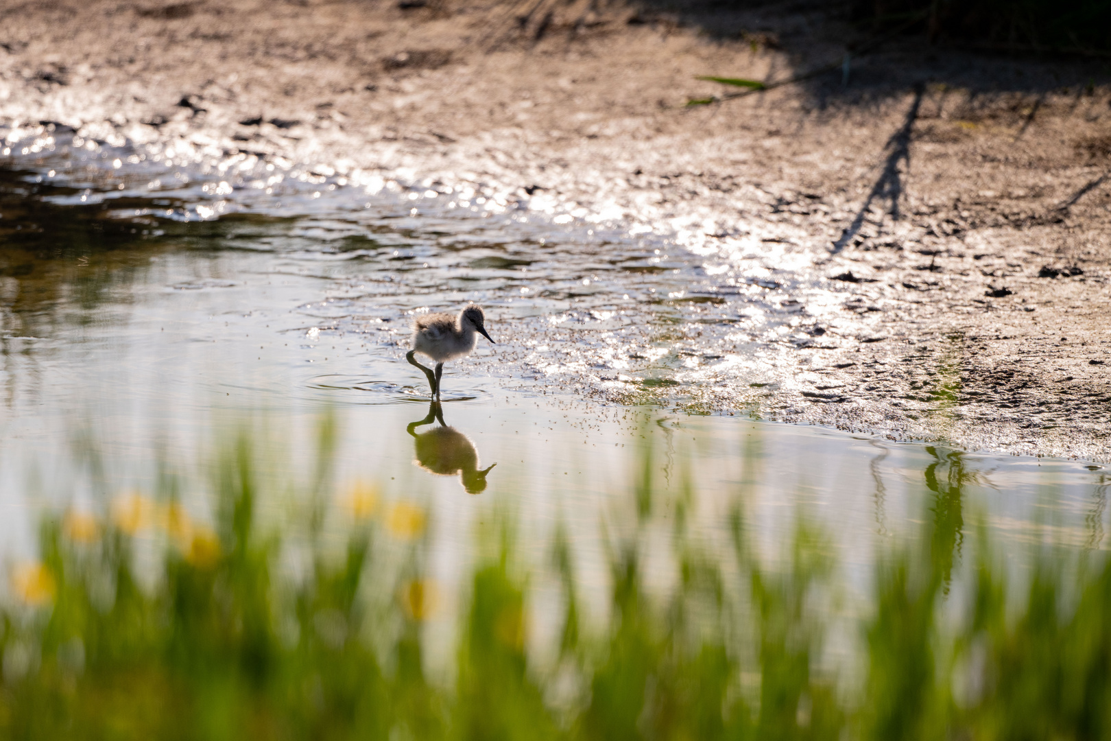 Vogels op Texel_21