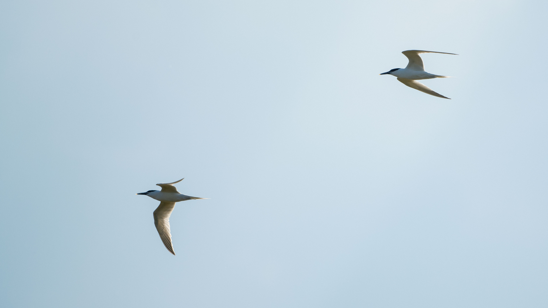 Vogels op Texel_26