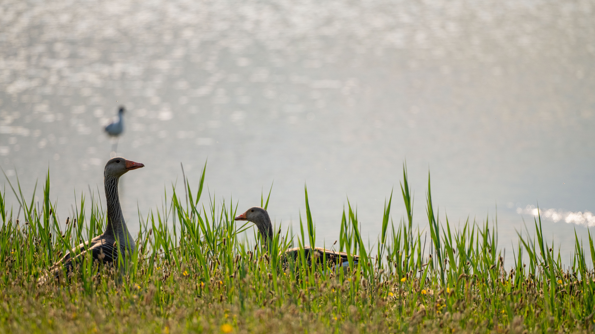 Vogels op Texel_28