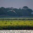 Vogels op Texel_29