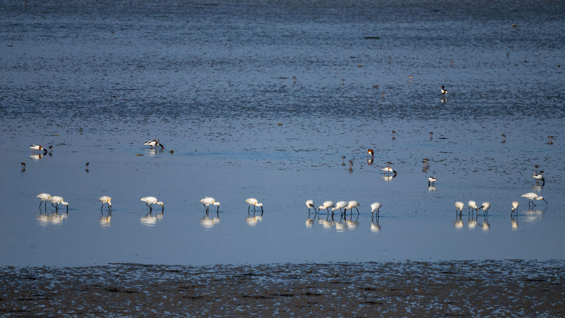 Vogels op Texel_31