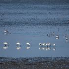 Vogels op Texel_31