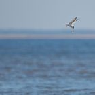 Vogels op Texel_32