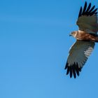 Vogels op Texel_33