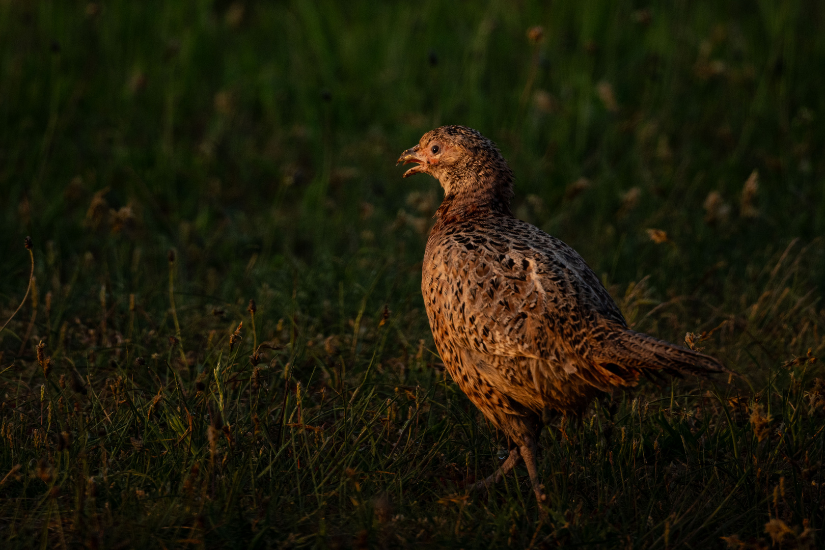 Vogels op Texel_34