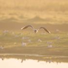 Vogels op Texel_36