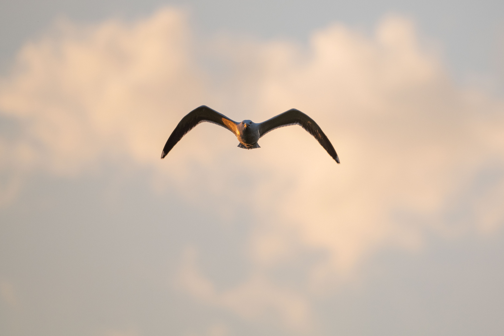 Vogels op Texel_37