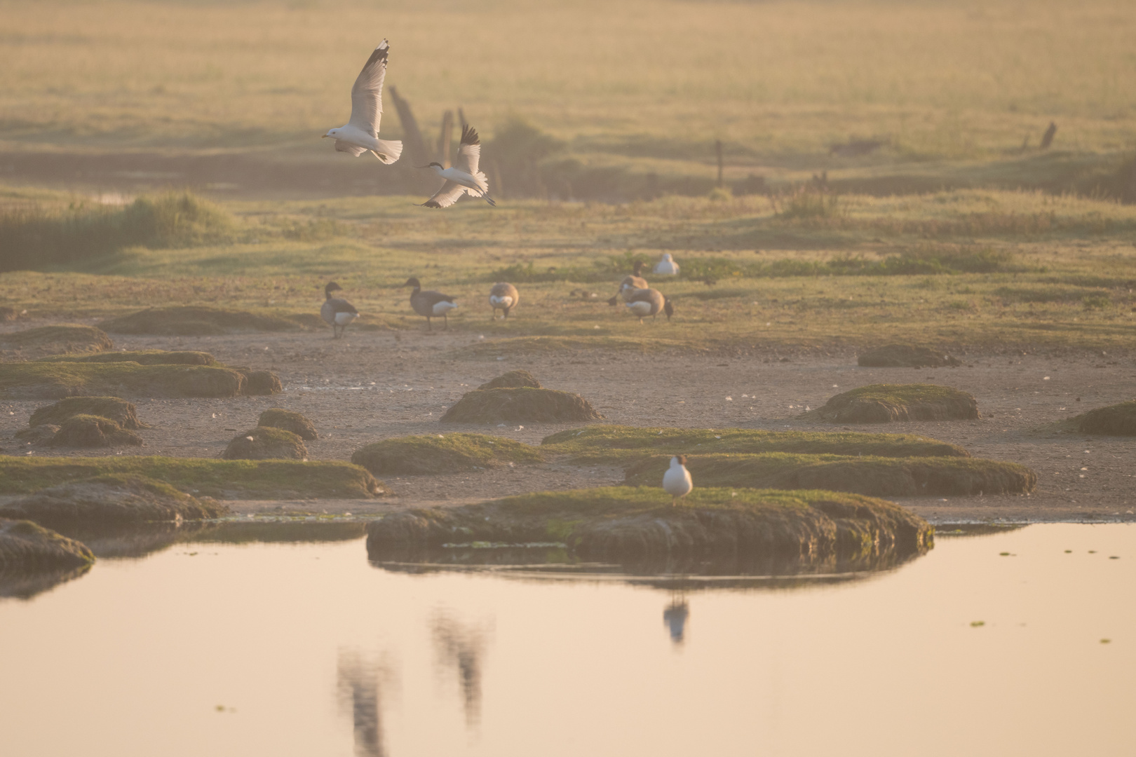 Vogels op Texel_39