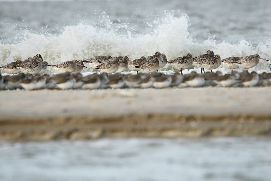 "Vogelsandbank"...