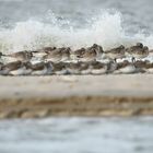 "Vogelsandbank"...