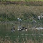 Vogelsberg - Am Schalksbachteich (1)