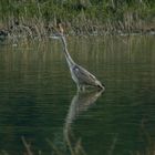 Vogelsberg - Am Schalksbachteich (2)