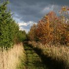 Vogelsberg - Bei Herbstein (2)