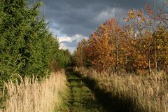 Vogelsberg - Bei Herbstein (2)