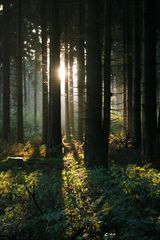 Vogelsberg - Im Oberwald