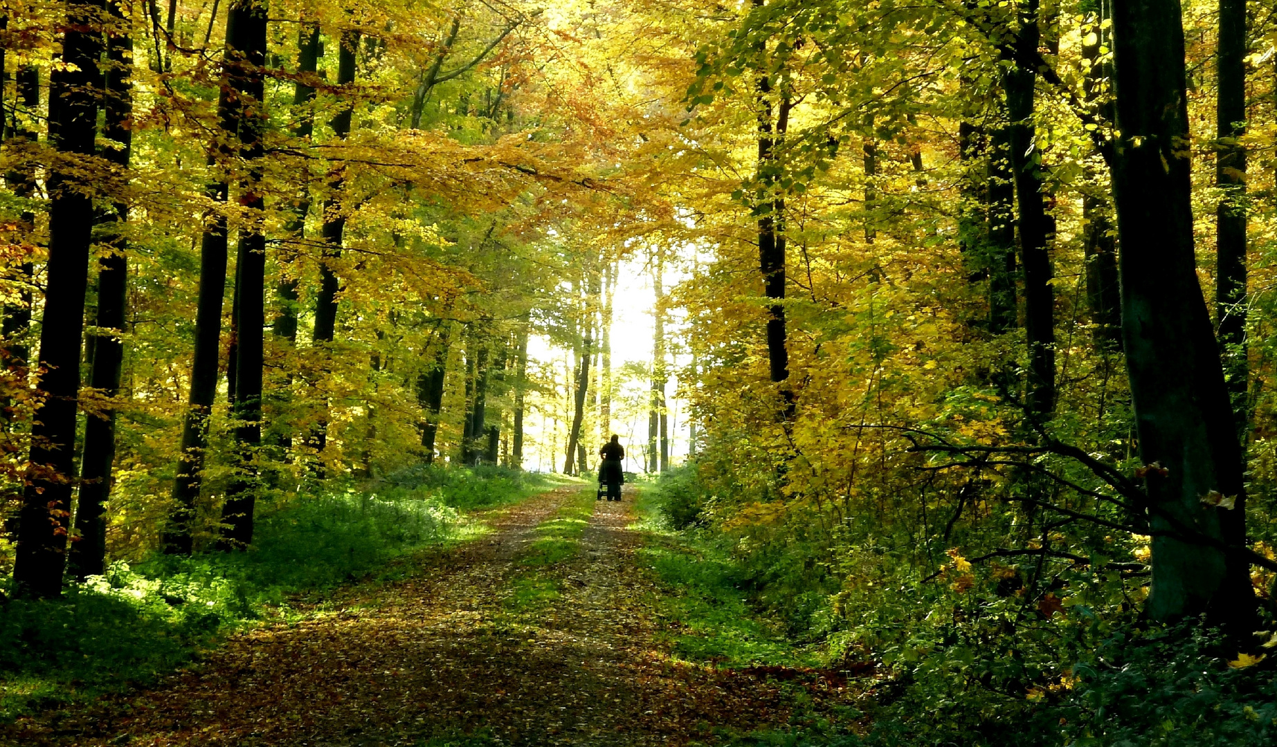 Vogelsberg in grün gelb