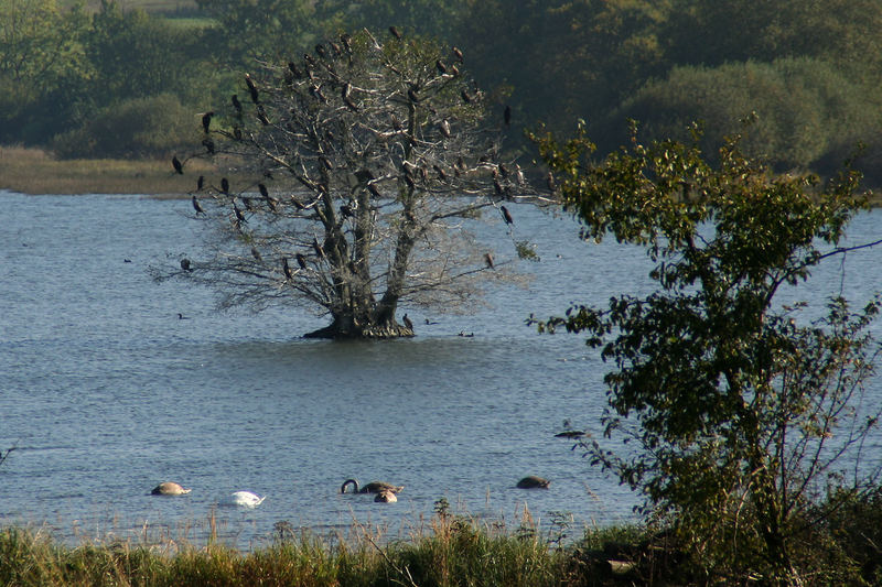 Vogelsberg - Ober-Mooser See (2)