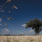 Vogelsberger Landschaft 2010