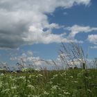 Vogelsberg/Hessen: Am Vulkanradweg bei Ilbeshausen (1)