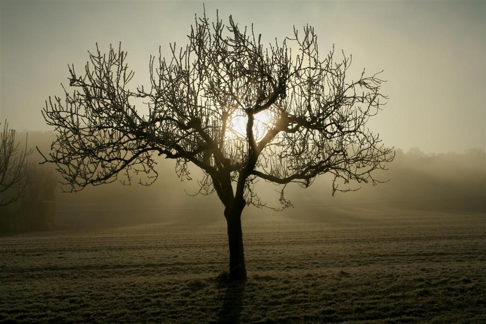 Vogelsberg/Hessen: frostiger Morgen in Lauterbach