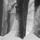 Vogelsberg/Hessen: nach dem letzten Schneefall