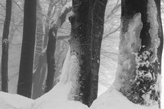 Vogelsberg/Hessen: nach dem letzten Schneefall