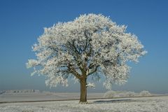 Vogelsberg/Hessen: Wintertag bei Lauterbach-Heblos (1)