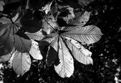 Vogelsbergkreis: Lauterbach - Herbst