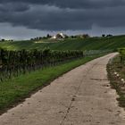 Vogelsburg bei Escherndorf in der Mainschleife