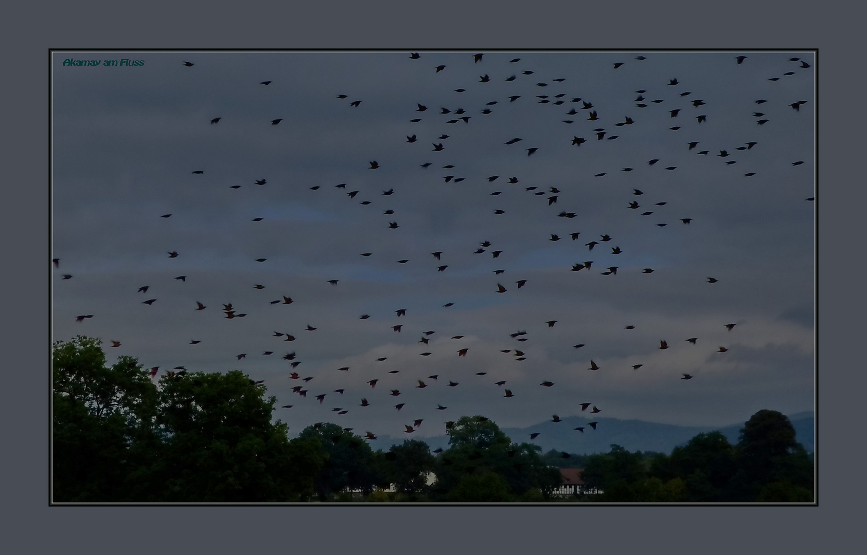 Vogelschar abends am Weserufer - Polle