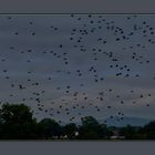 Vogelschar abends am Weserufer - Polle