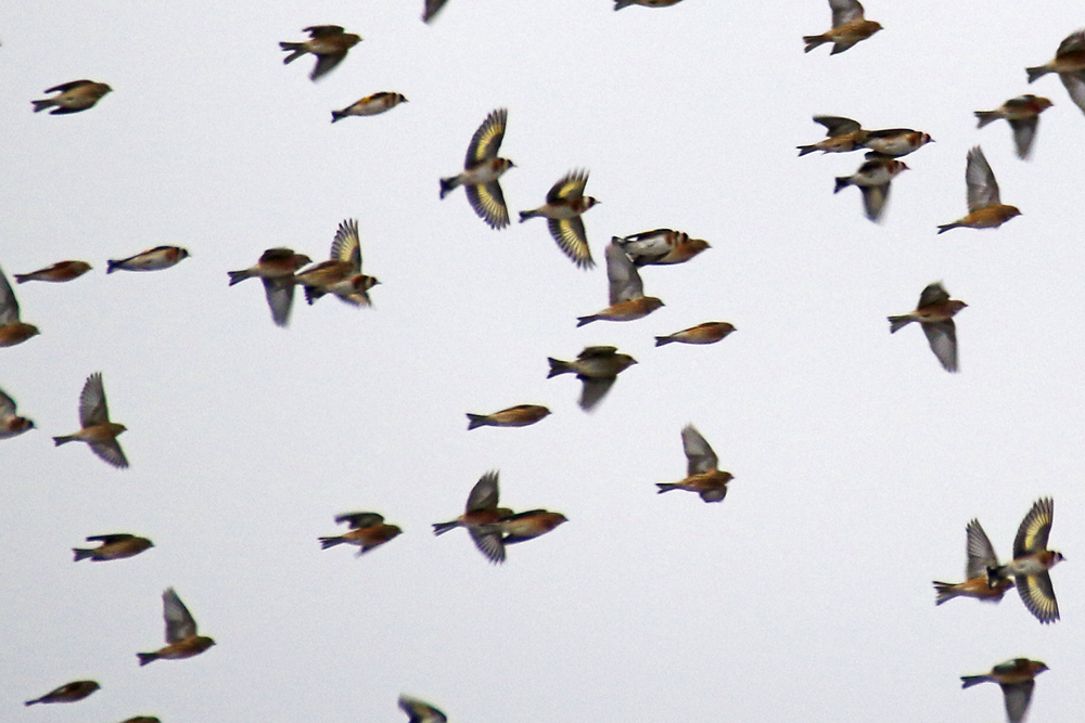 Vogelschar am bedeckten Himmel