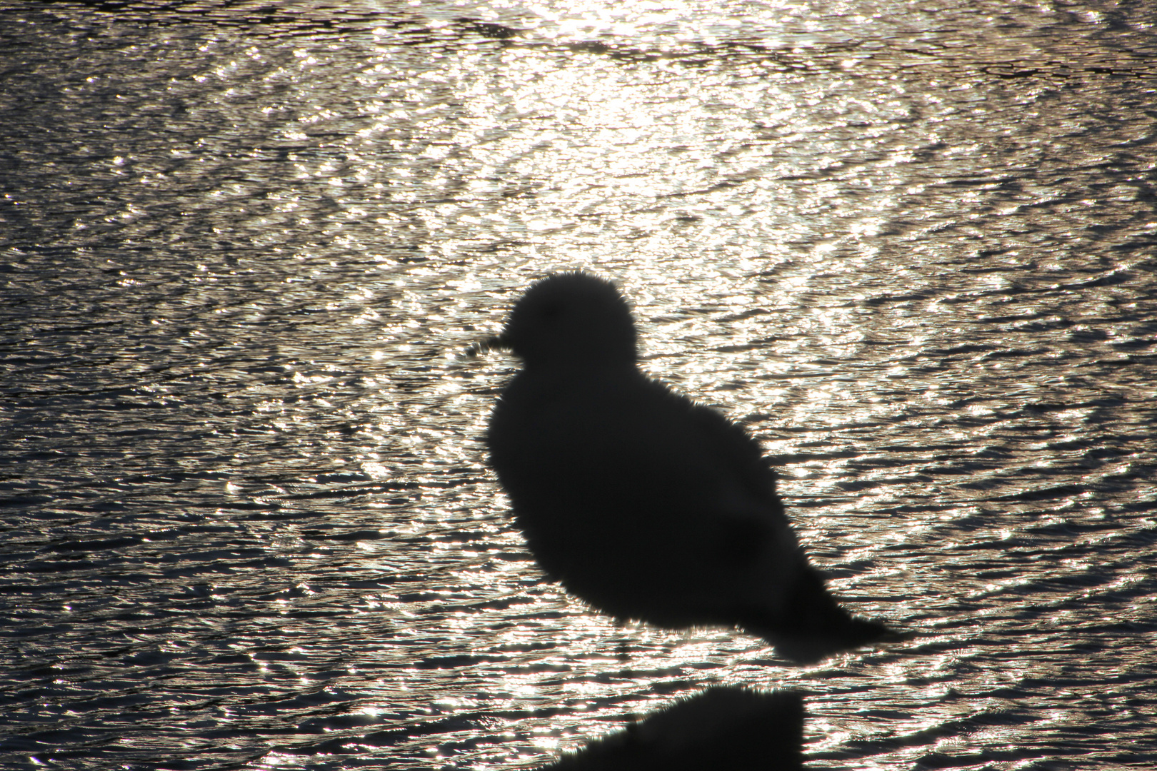 Vogelschatten