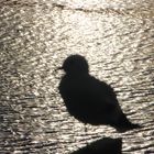 Vogelschatten