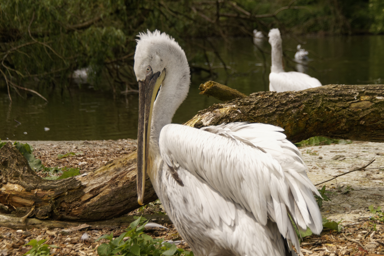 Vogelschau