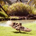 Vogelschau Fuerteventura 