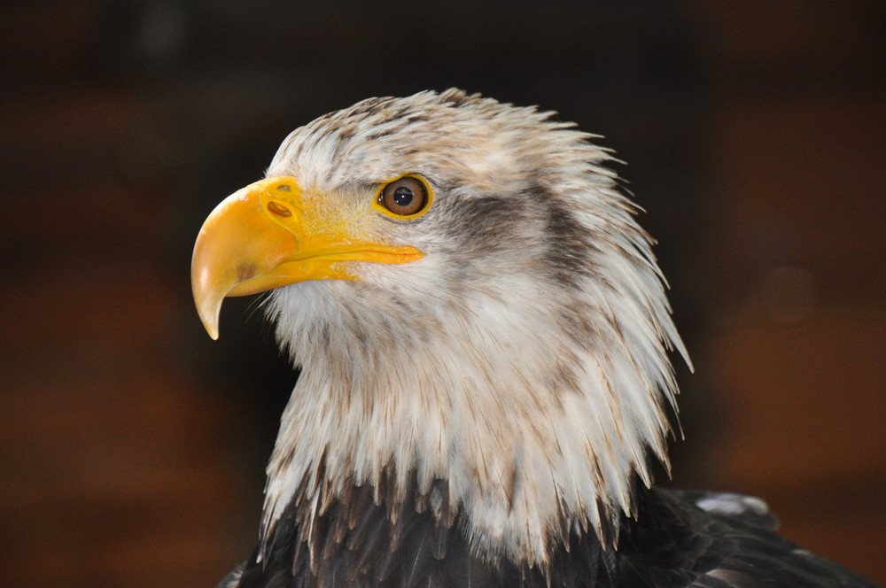 Vogelschau Kreutzenstein