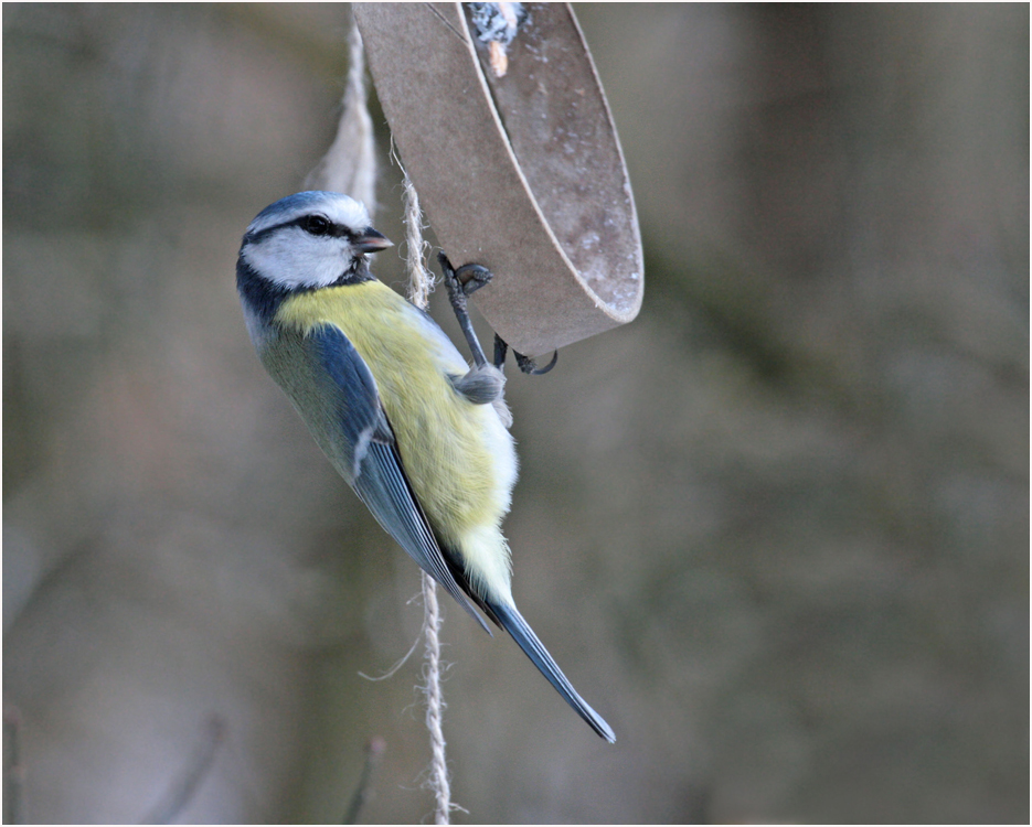 Vogelschaukel... :-))