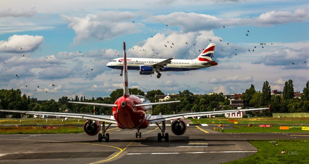 Vogelschlag an Luftfahrzeugen