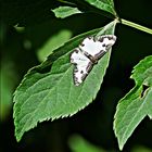 Vogelschmeiß Spanner