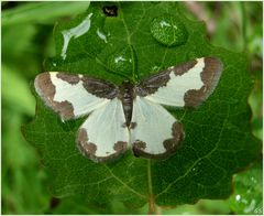 Vogelschmeiß-Spanner (Lomaspilis marginata)