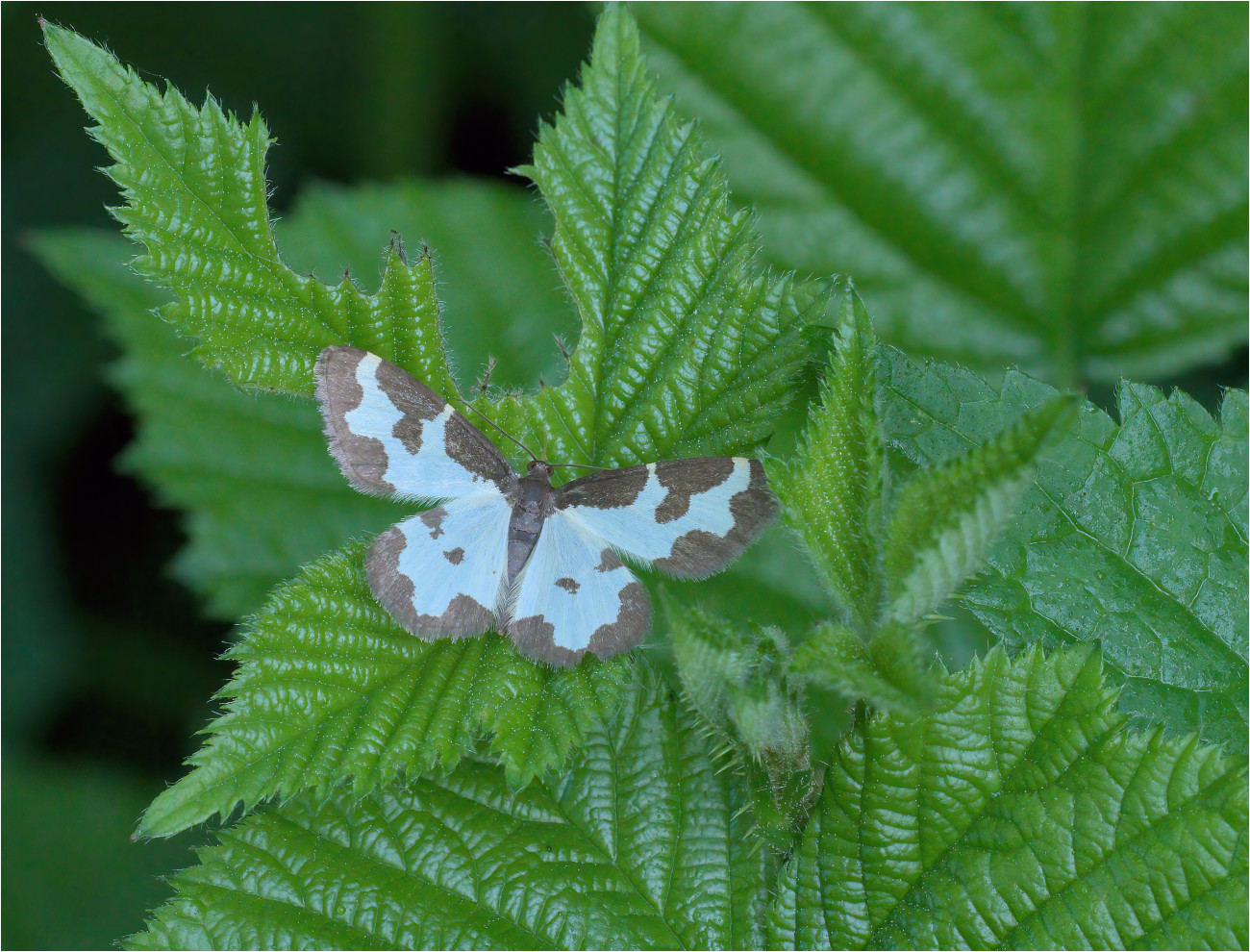 Vogelschmeiß-Spanner (Lomaspilis marginata)