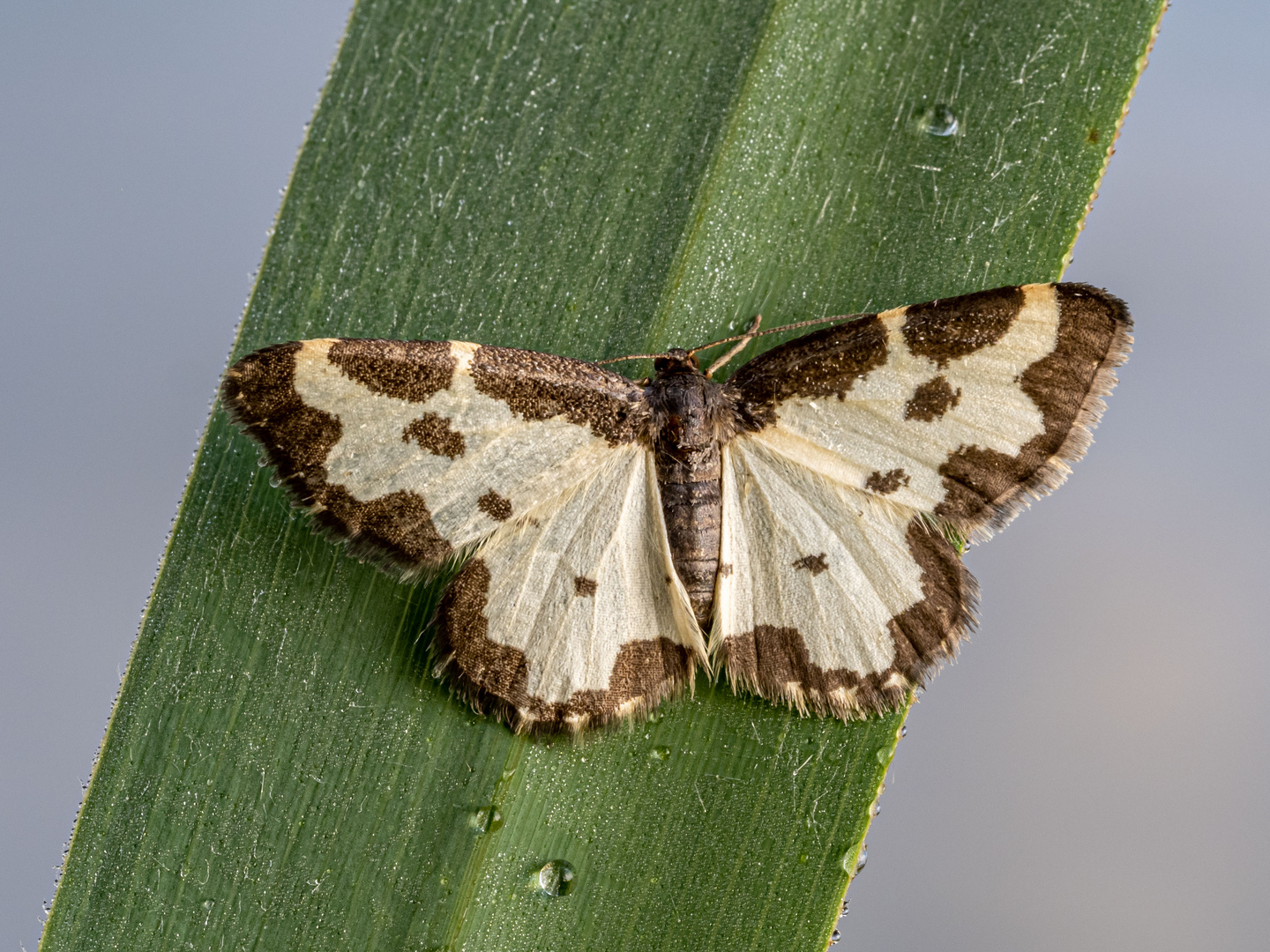 Vogelschmeissspanner