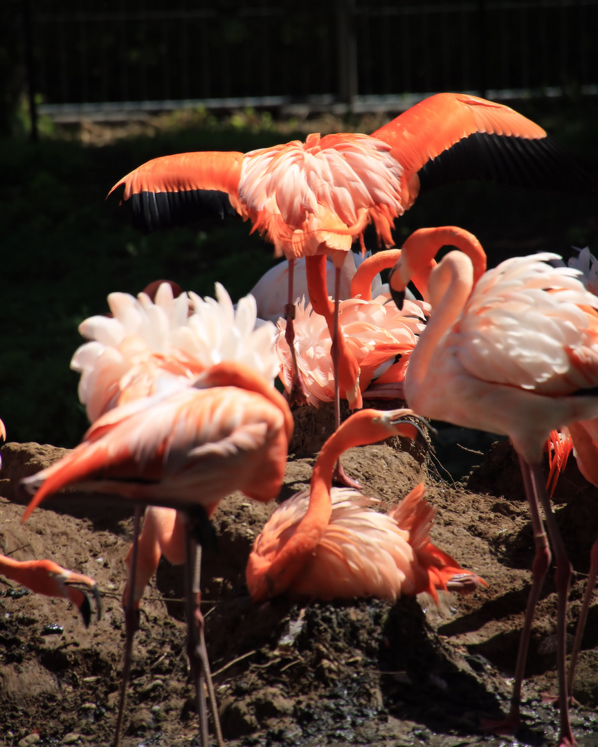 vogelschönheiten