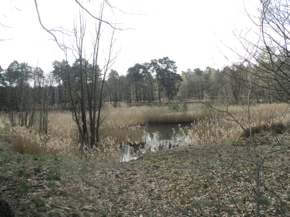 Vogelschutz im Tegeler Forst II