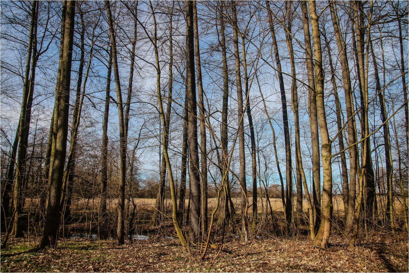 Vogelschutzgebiet Foto & Bild | wasser, bäume, licht Bilder auf