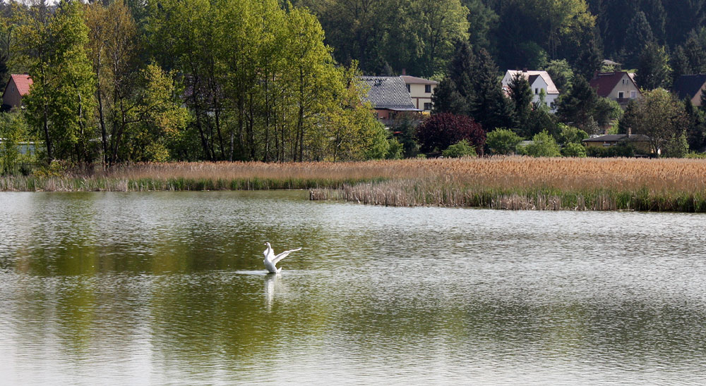 Vogelschutzgebiet am Hainspitzer See (1)