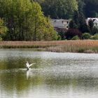 Vogelschutzgebiet am Hainspitzer See (1)